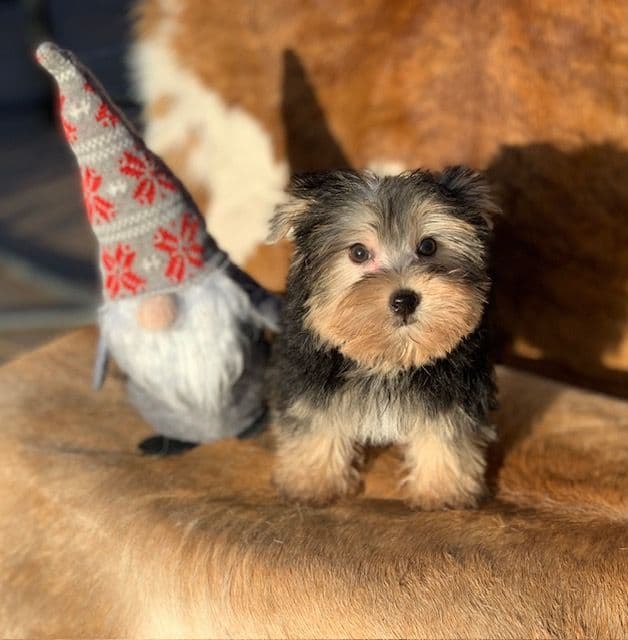 Yorkshire Terrier Puppies breeder image 7