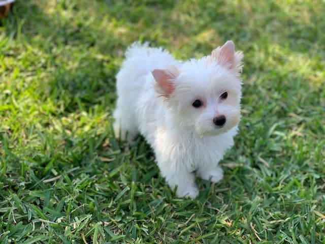 Yorkshire Terrier Puppies breeder image 11