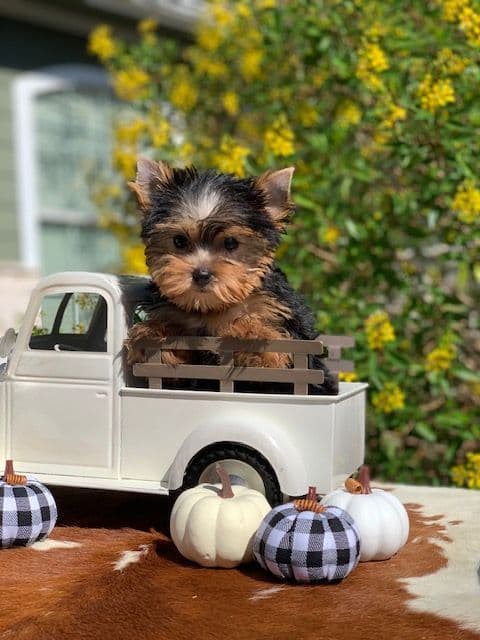 Yorkshire Terrier Puppies breeder image 9