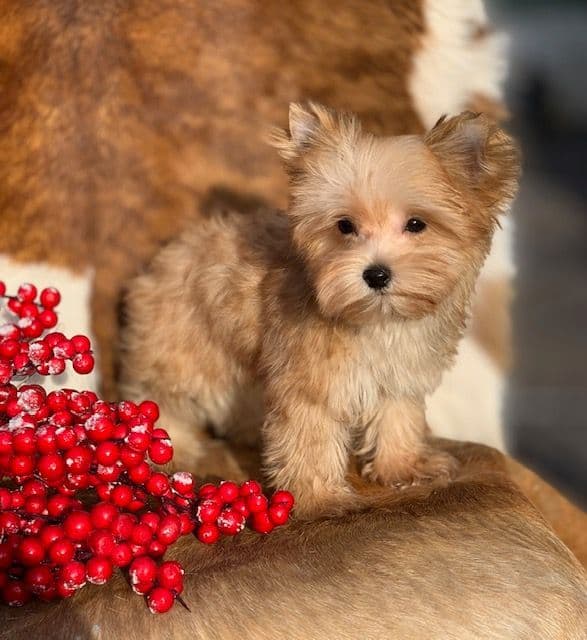 Yorkshire Terrier Puppies breeder image 12
