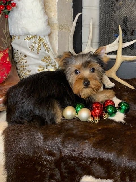Yorkshire Terrier Puppies breeder image 10