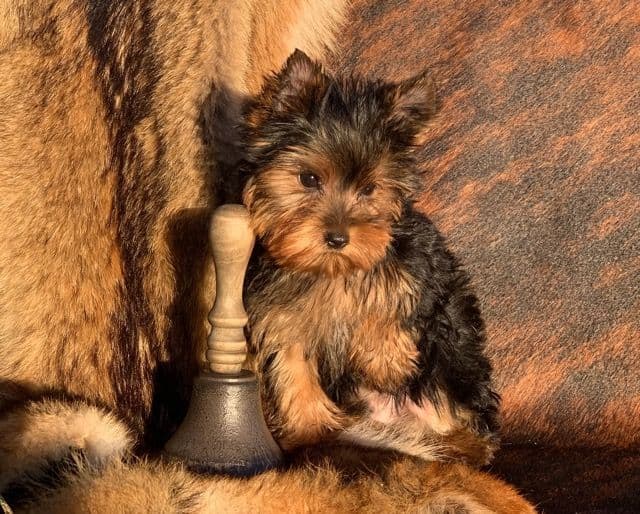 Yorkshire Terrier Puppies breeder image 14