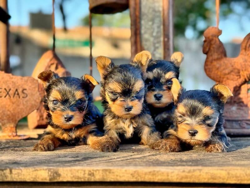 Yorkshire Terrier Puppies breeder image 15