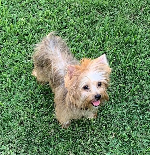 Yorkshire Terrier Puppies breeder image 16