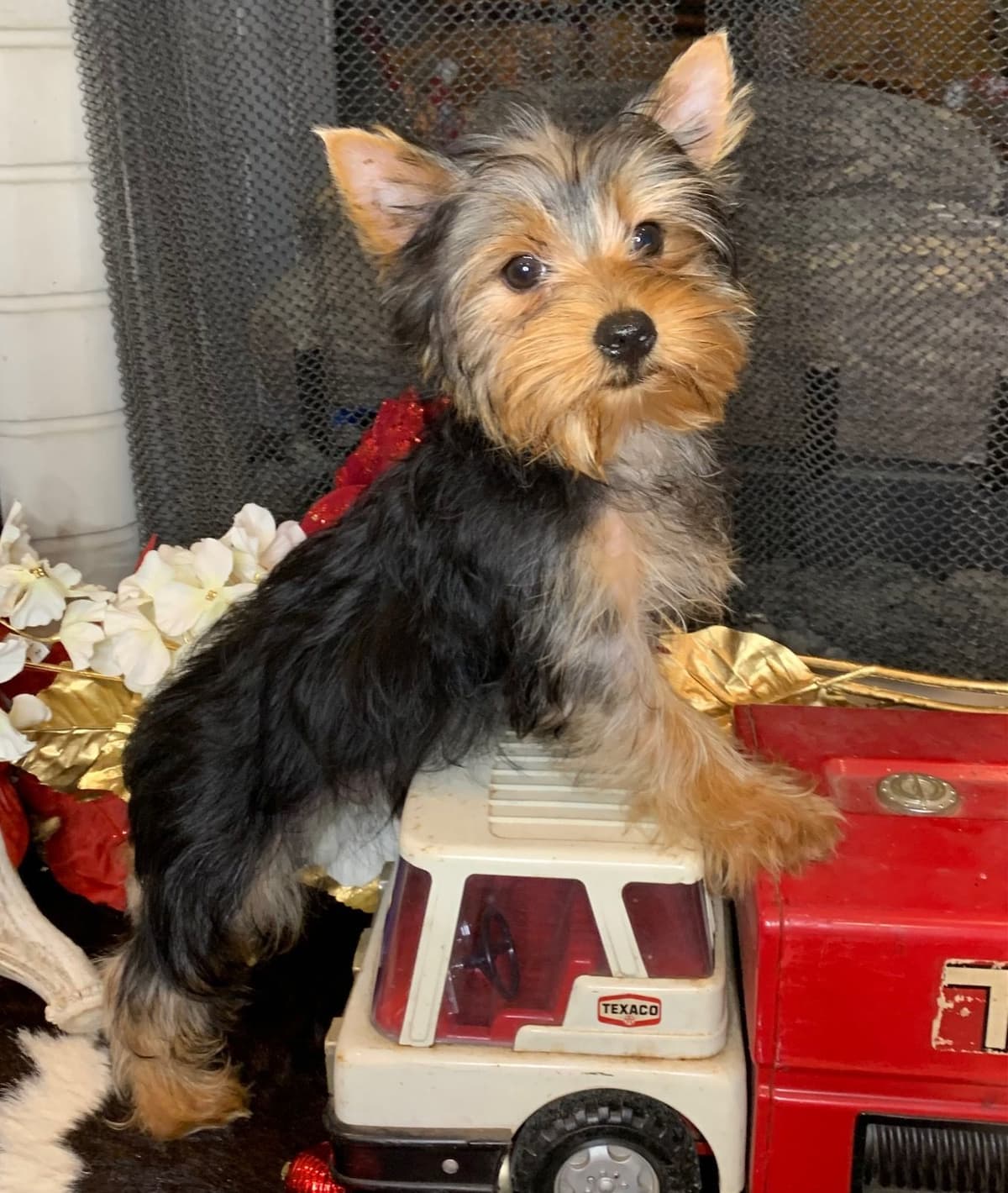 Yorkshire Terrier Puppies breeder image 18