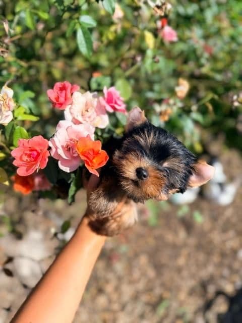 Yorkshire Terrier Puppies media 2