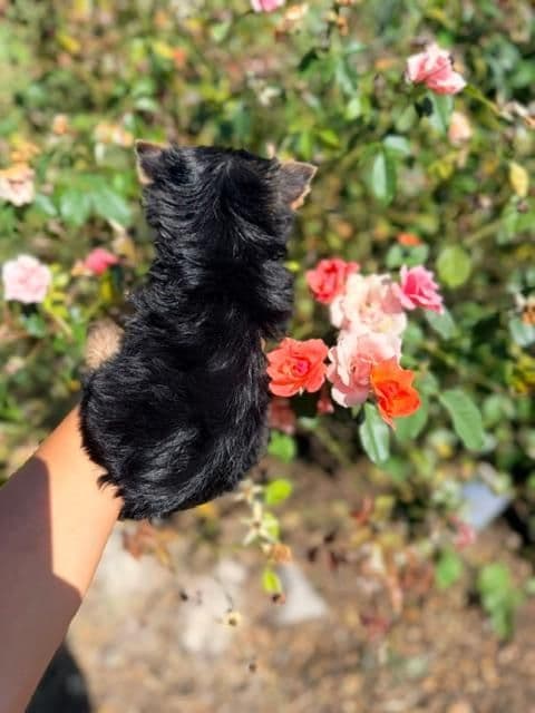 Yorkshire Terrier Puppies media 3