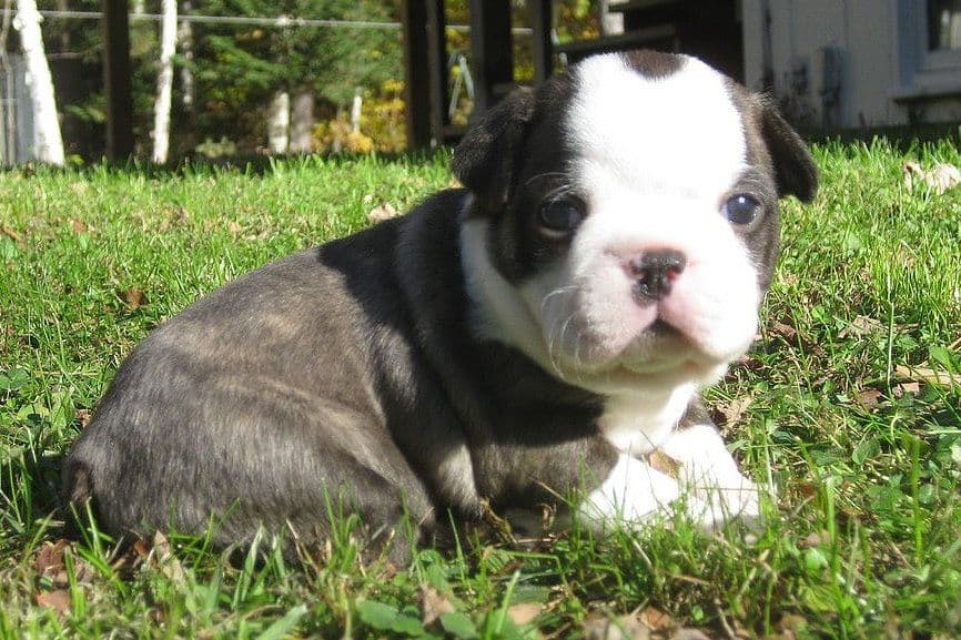 Boston Terrier Puppies breeder image 1