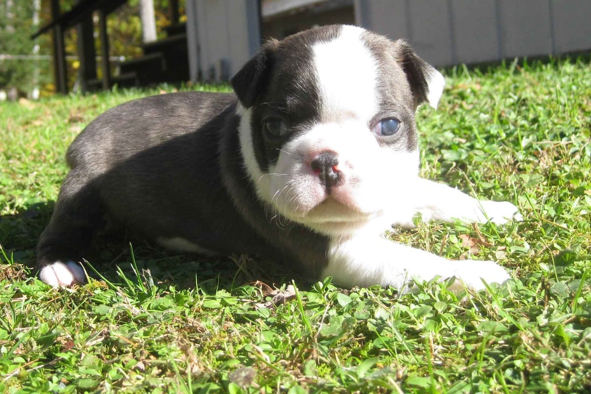 Boston Terrier Puppies breeder image 3