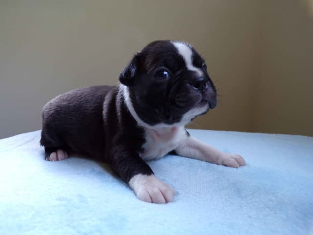 Boston Terrier Puppies media 2