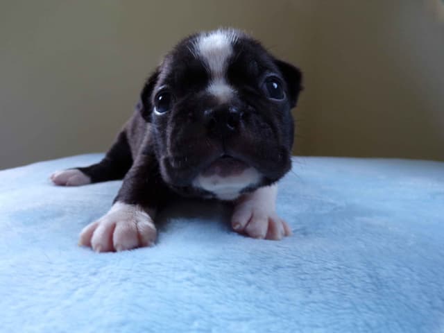 Boston Terrier Puppies media 3