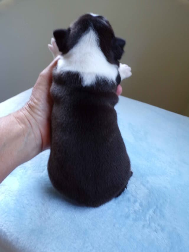 Boston Terrier Puppies media 4