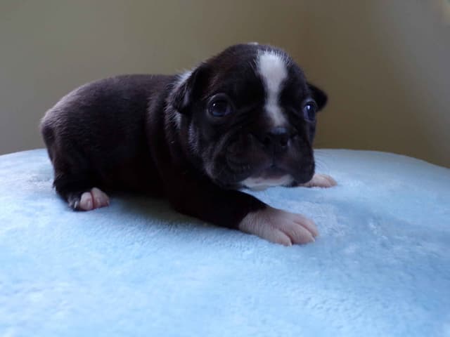 Boston Terrier Puppies media 5