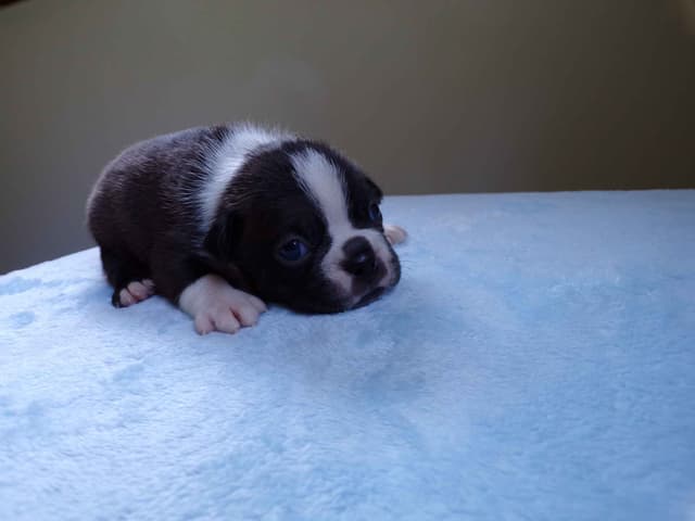 Boston Terrier Puppies media 6