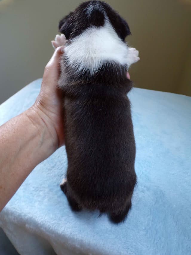 Boston Terrier Puppies media 7