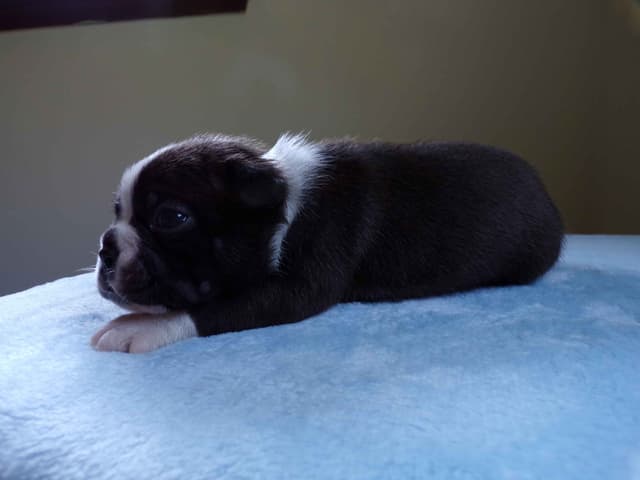 Boston Terrier Puppies media 9