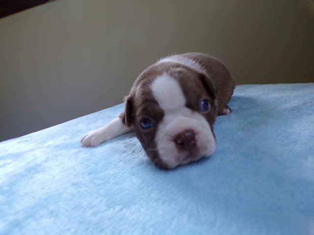 Boston Terrier Puppies media 10