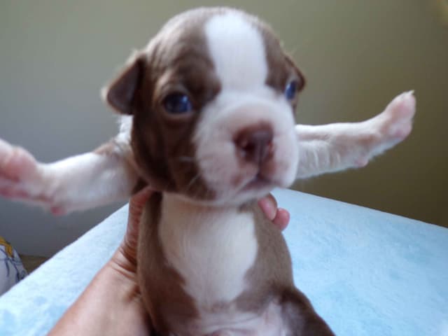Boston Terrier Puppies media 11