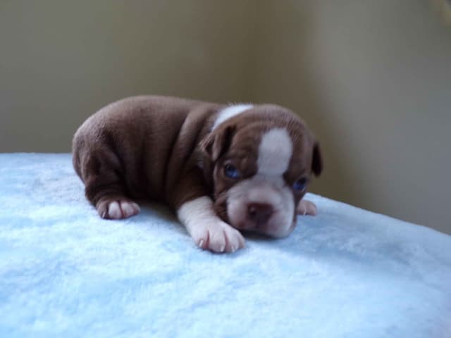 Boston Terrier Puppies media 13