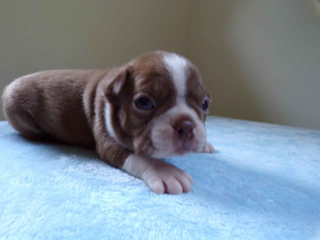 Boston Terrier Puppies media 14