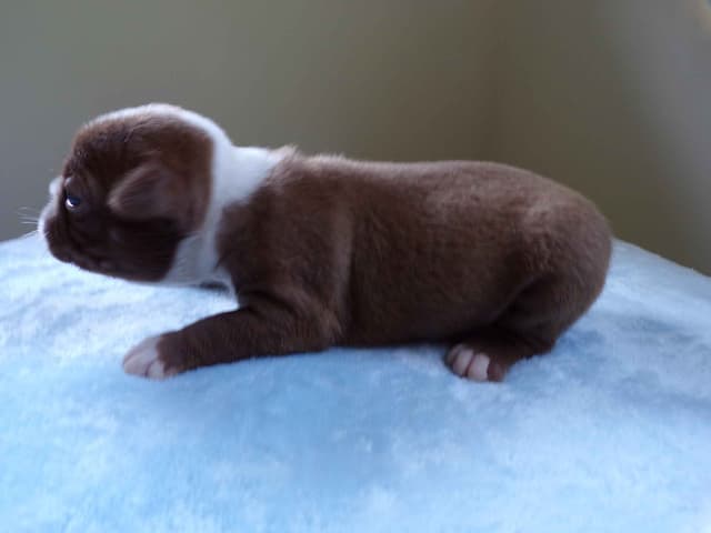Boston Terrier Puppies media 16