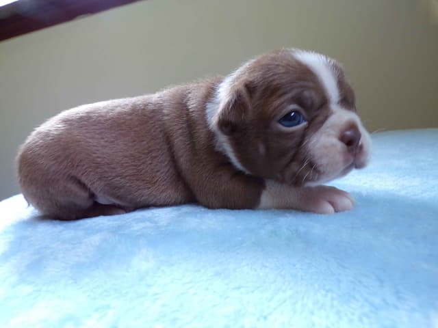 Boston Terrier Puppies media 17