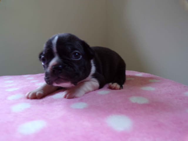 Boston Terrier Puppies media 18