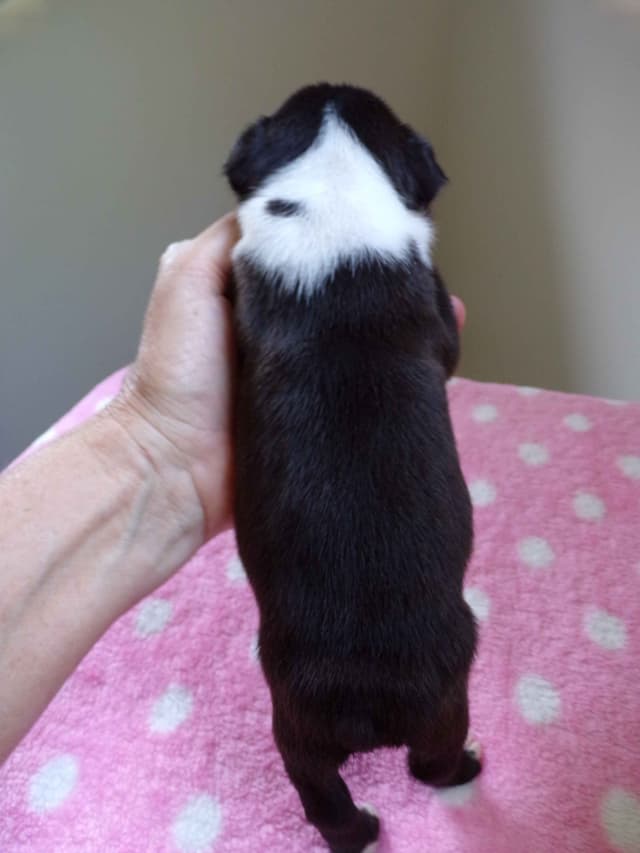 Boston Terrier Puppies media 19