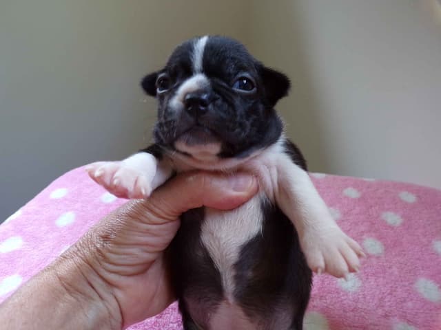 Boston Terrier Puppies media 20