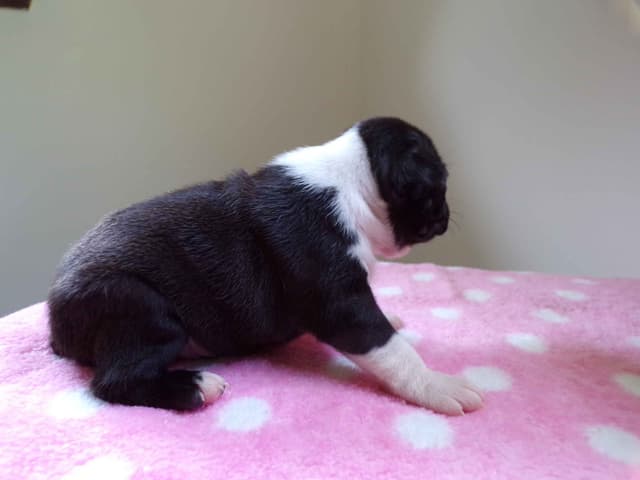 Boston Terrier Puppies media 21