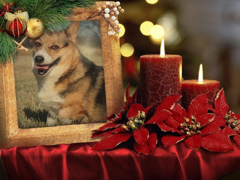 Pembroke Welsh Corgi Puppies breeder image 8