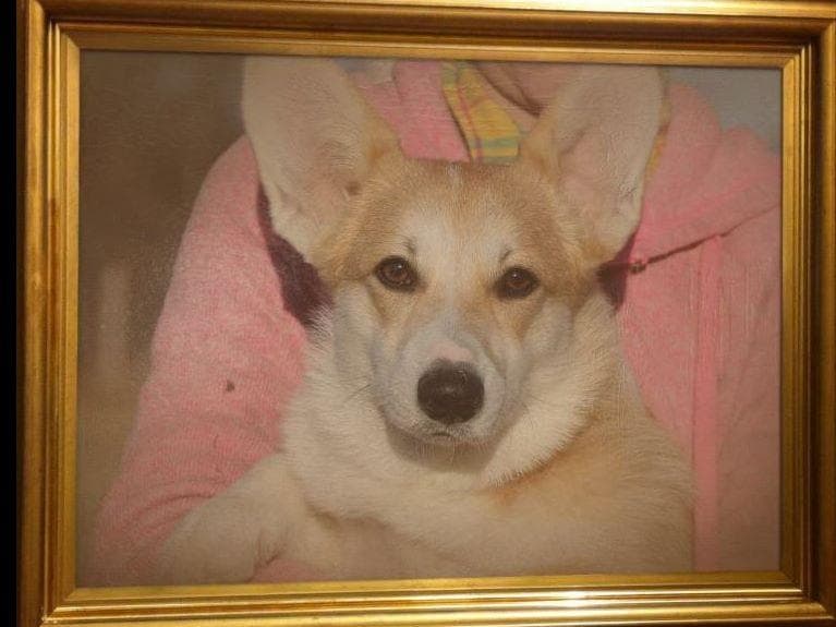 Pembroke Welsh Corgi Puppies breeder image 4