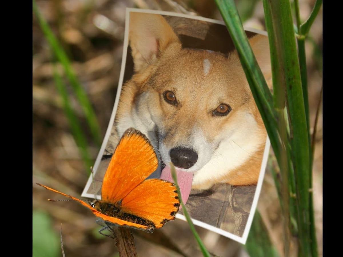 Pembroke Welsh Corgi Puppies breeder image 12