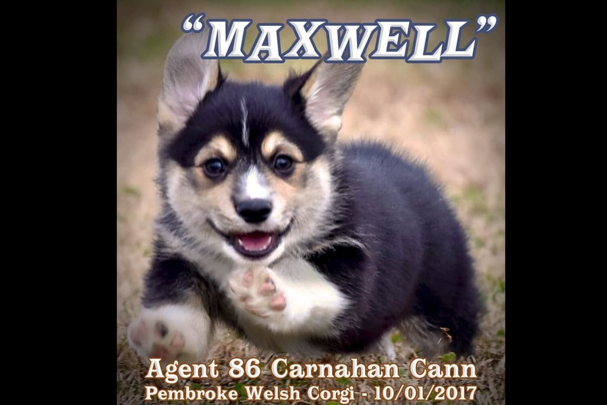 Pembroke Welsh Corgi Puppies breeder image 10