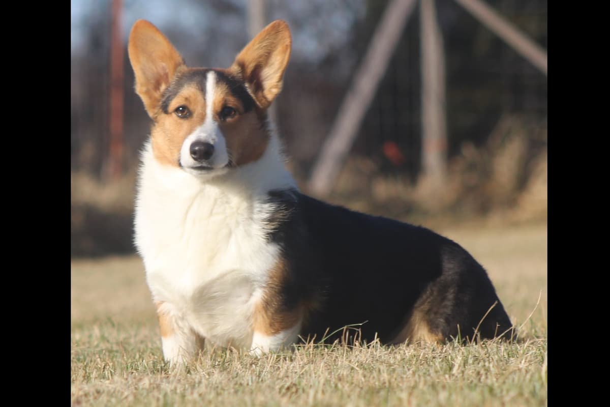 Pembroke Welsh Corgi Puppies breeder image 9