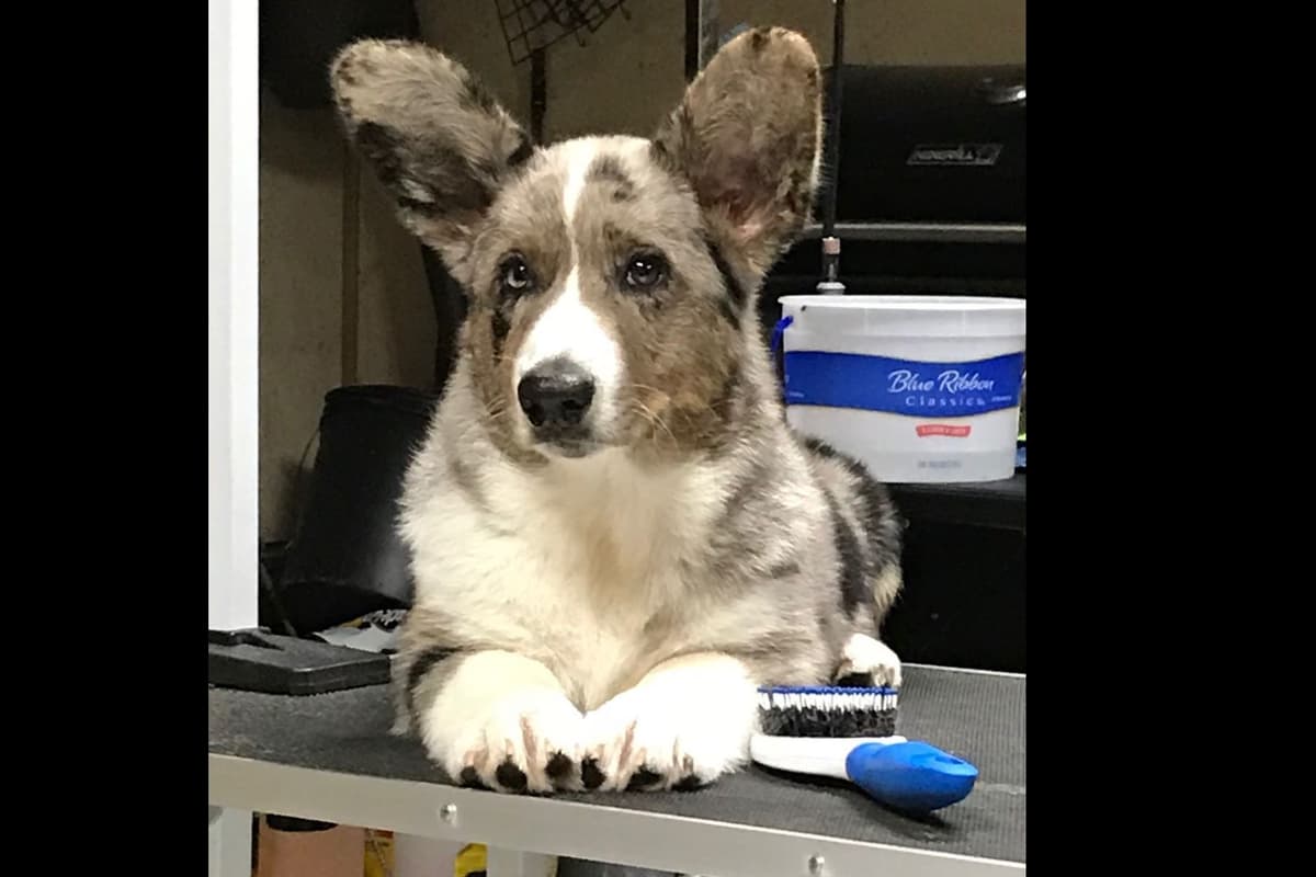 Pembroke Welsh Corgi Puppies breeder image 6