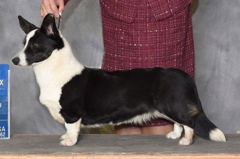 Pembroke Welsh Corgi Puppies breeder image 5