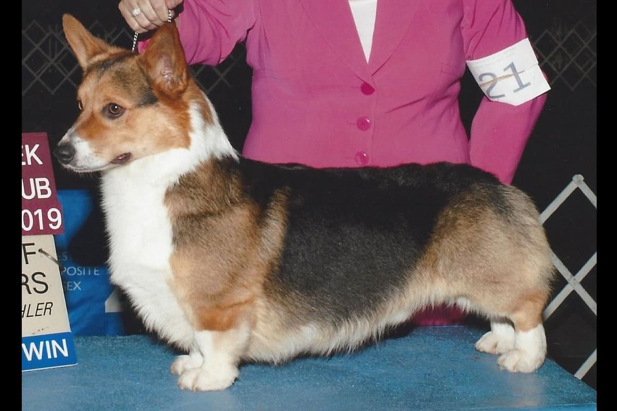 Pembroke Welsh Corgi Puppies breeder image 13