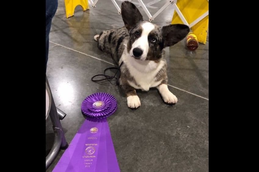 Pembroke Welsh Corgi Puppies breeder image 14