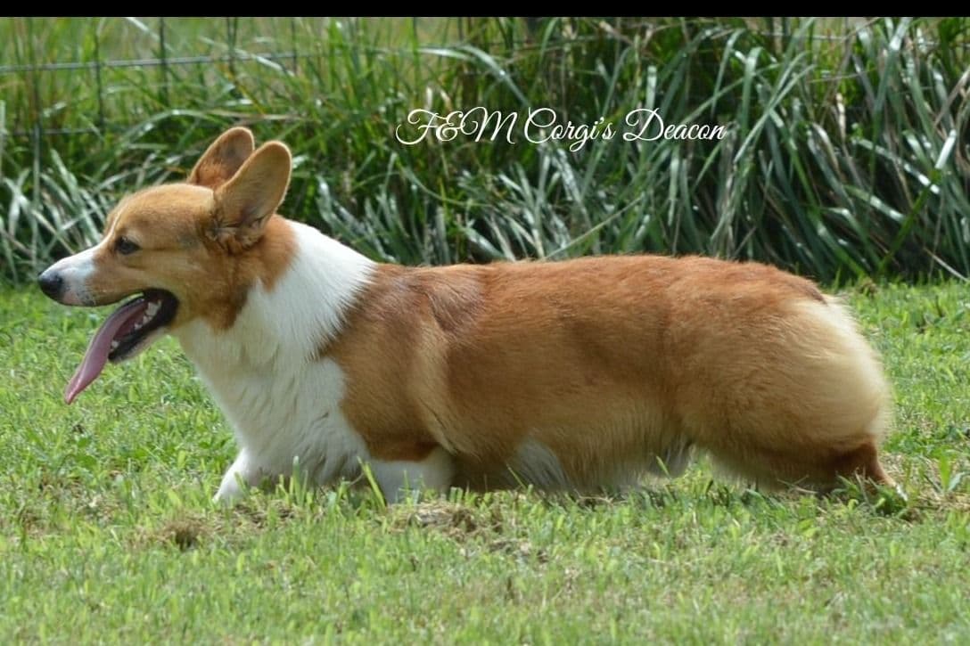 Pembroke Welsh Corgi Puppies breeder image 16