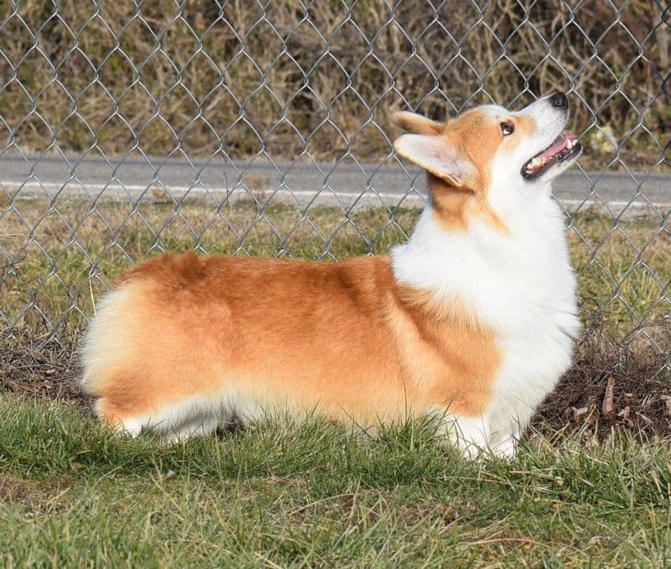 Pembroke Welsh Corgi Puppies breeder image 15