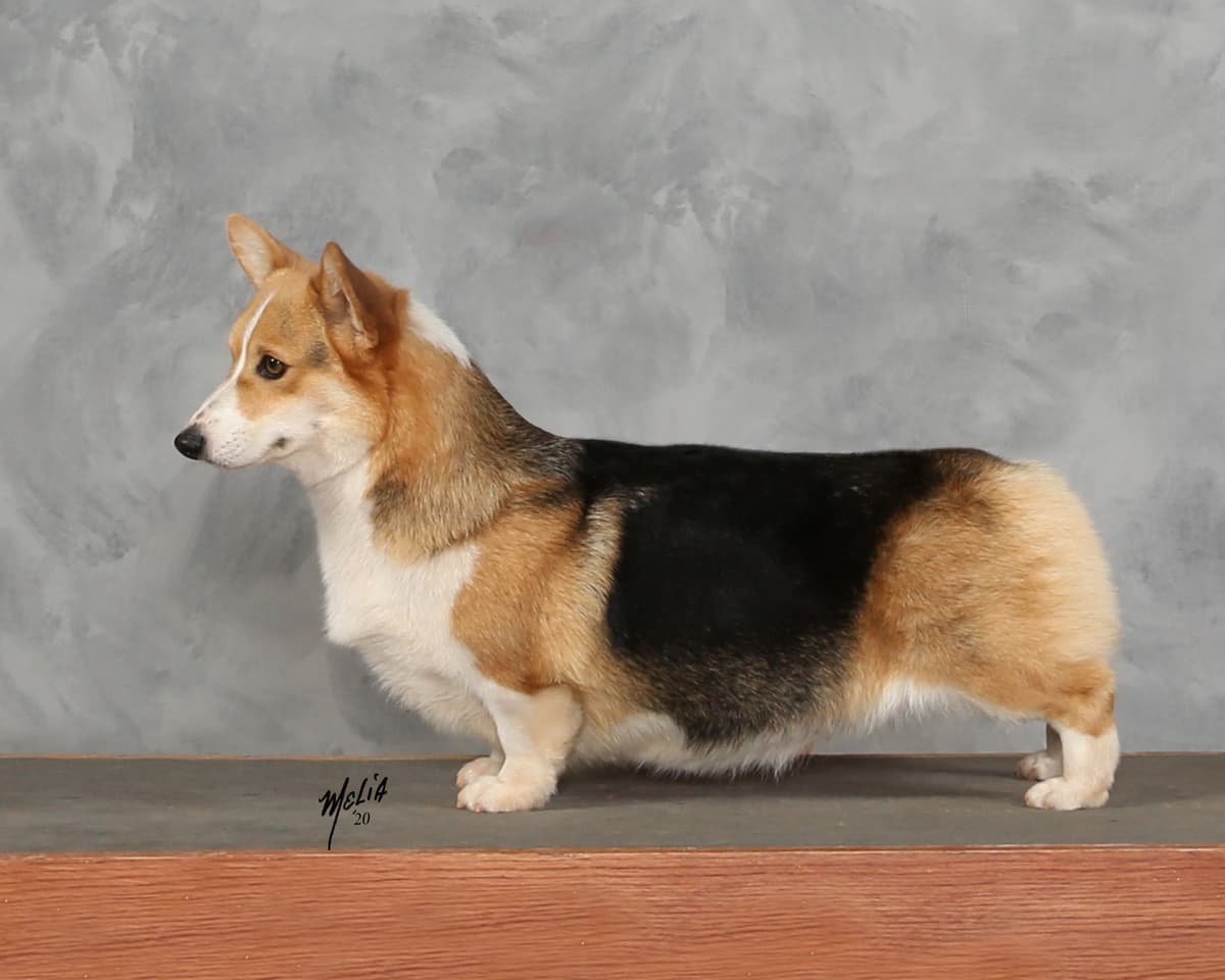 Pembroke Welsh Corgi Puppies breeder image 17
