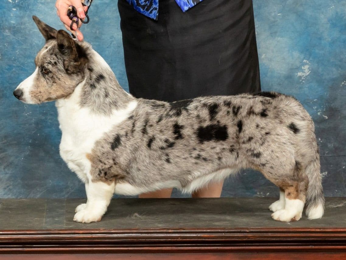 Pembroke Welsh Corgi Puppies breeder image 19