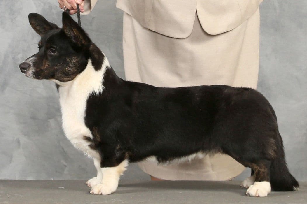 Pembroke Welsh Corgi Puppies breeder image 20