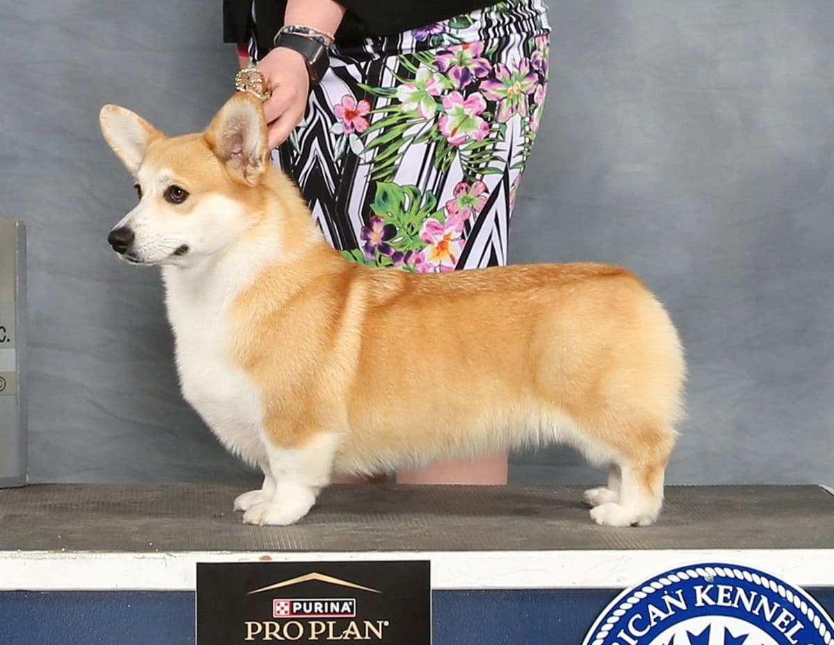 Pembroke Welsh Corgi Puppies breeder image 22