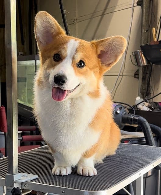 Pembroke Welsh Corgi Puppies breeder image 23