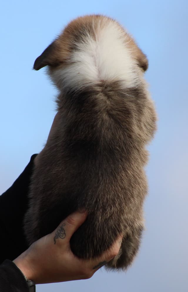 Pembroke Welsh Corgi Puppies media 2