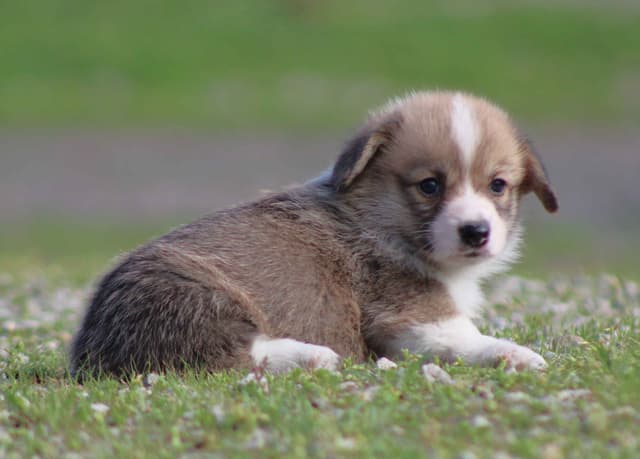 Pembroke Welsh Corgi Puppies media 3