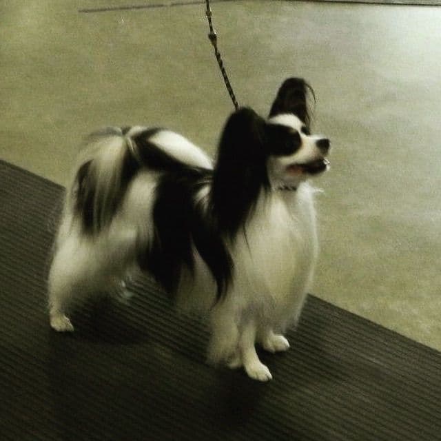 Papillon Puppies breeder image 3