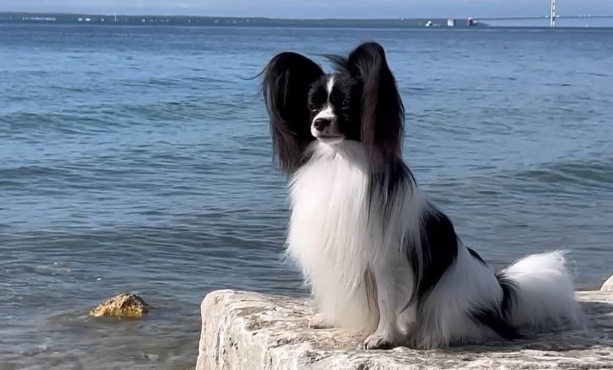 Papillon Puppies breeder image 1